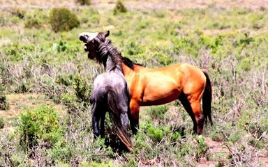 The Spring Creek Wild Mustangs