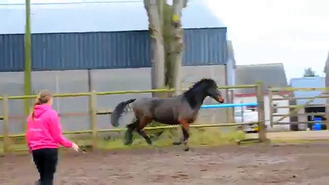 horse_vs_doors