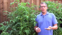 Growing Tomatoes: Try These Gardening Tips
