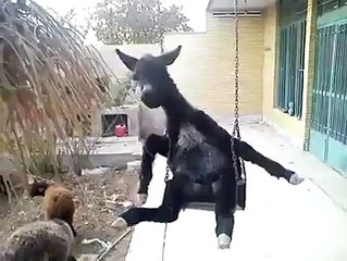 Poor Donkey...Lol