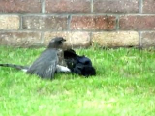 Hawk fighting with a Crow