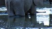 A family of elephants & baby at the water hole