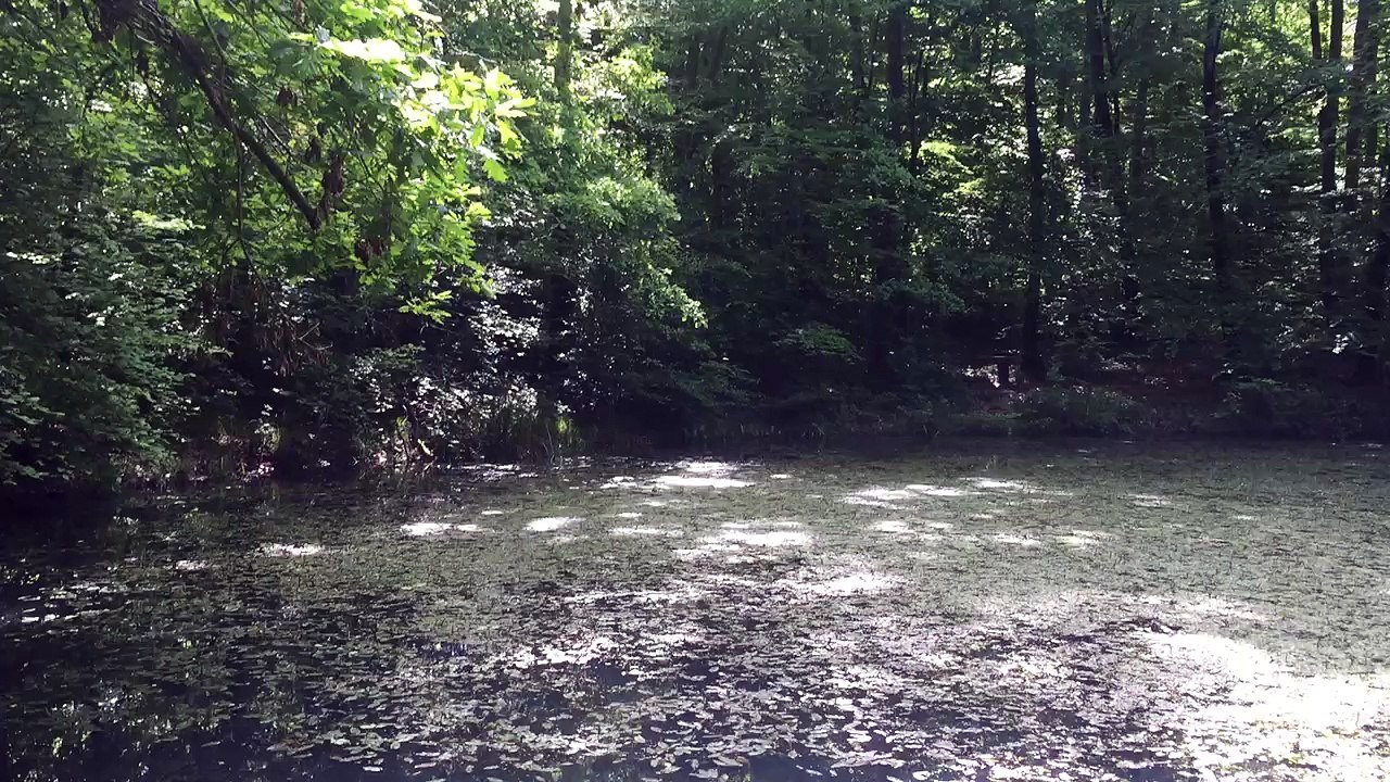 Mare au grenouilles qui chante