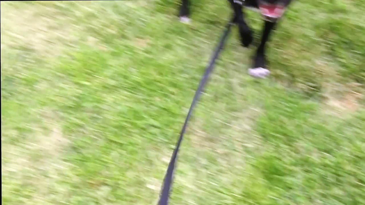 Picking up a stray dog