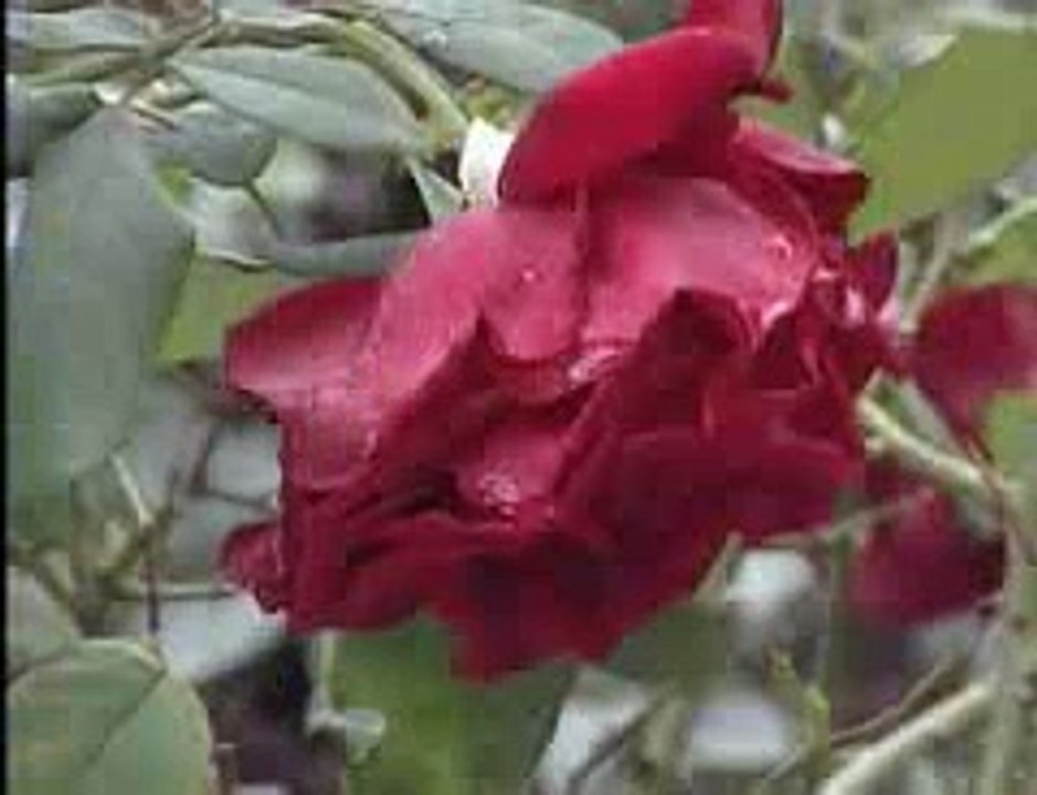 Hasan Dursun - Nasibim Alsam