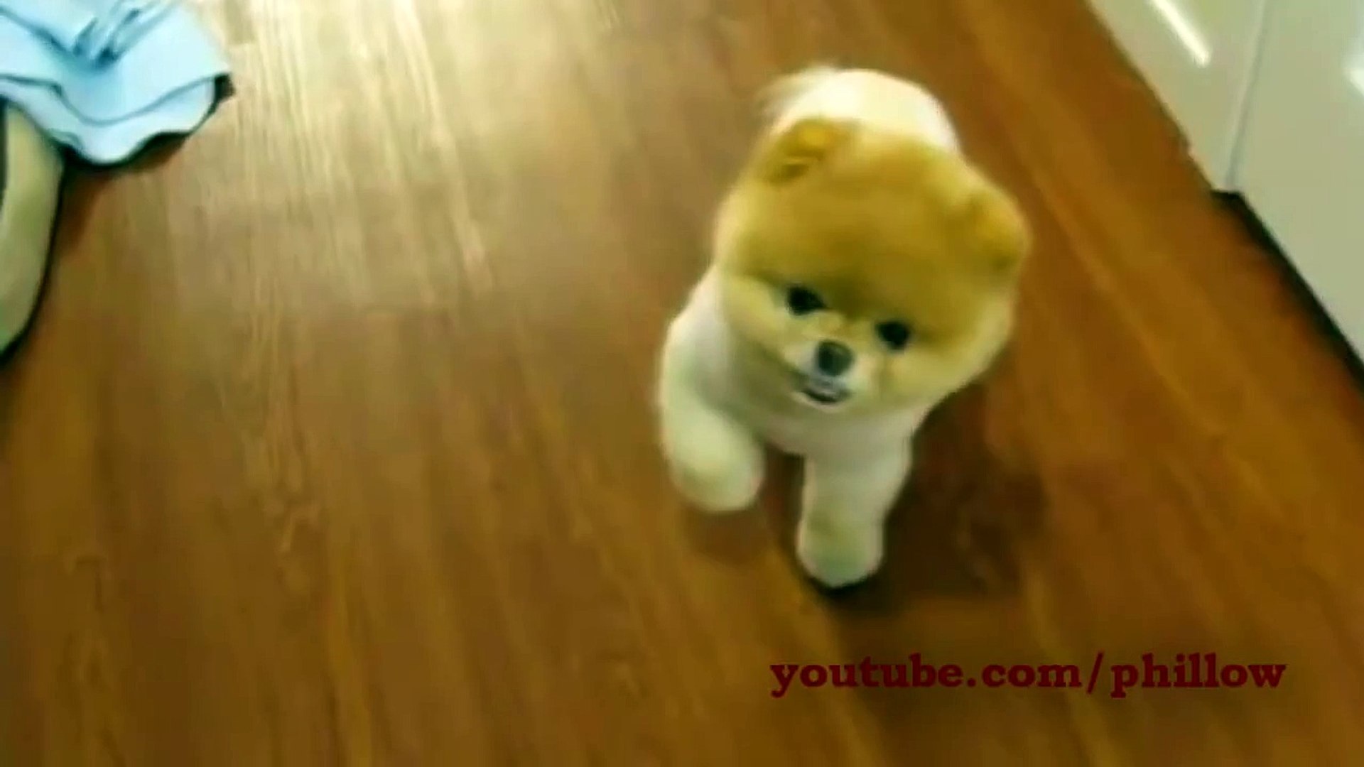 the most fluffiest dog in the world