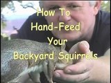 How To Hand-Feed Your Backyard Squirrels