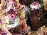 Seahorses Flirting - Changing Color Black to White