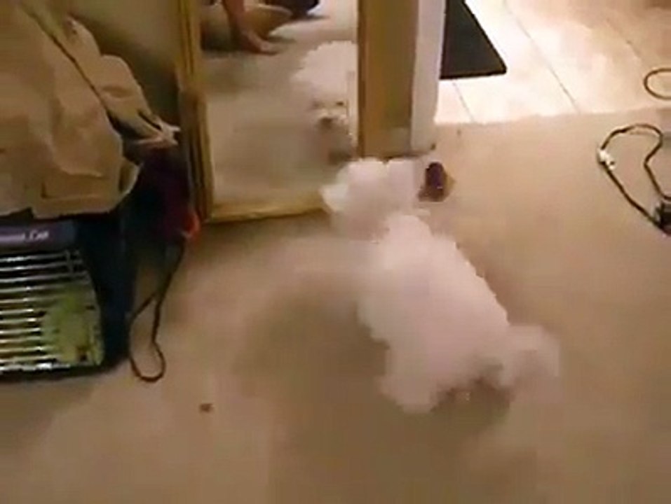 FUNNY DOG