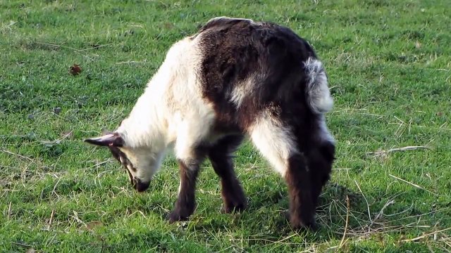Ziegen und Ziegenbock spielt mit dem Ast, Goats and goat plays with the branch