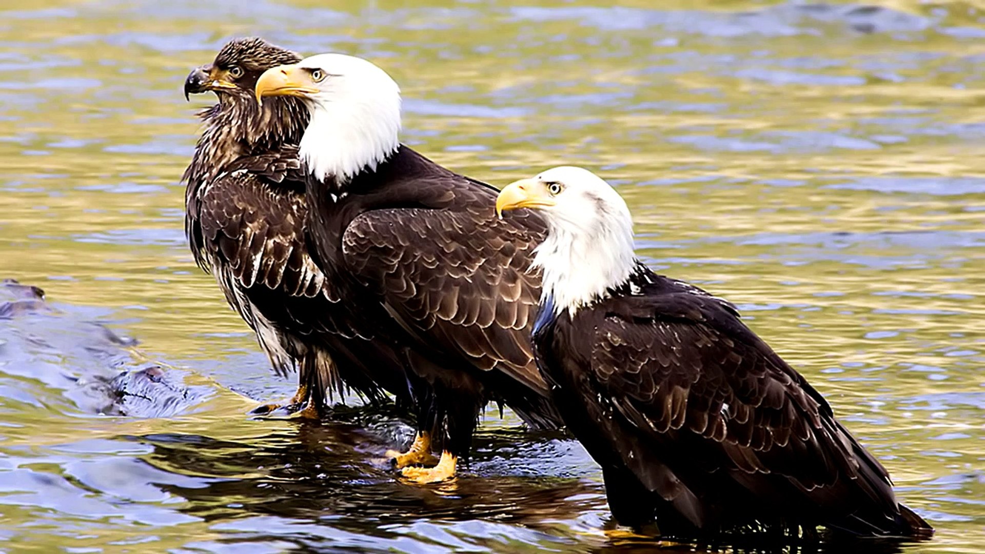 Bald Eagles on Vancouver Island