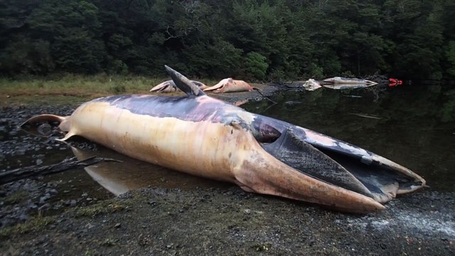 Chili : plus de 20 baleines échouées sur la côte sud