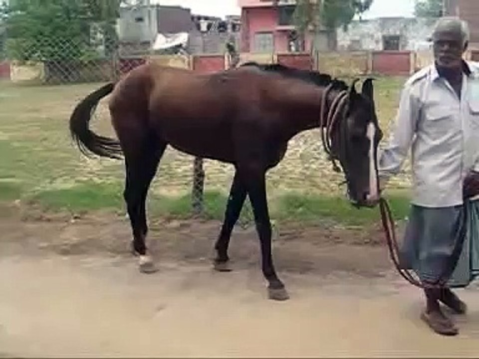 Lameness Upward fixation of patella Horse video Dailymotion