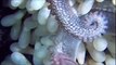 Amazing Animal Octopus Fish Babies