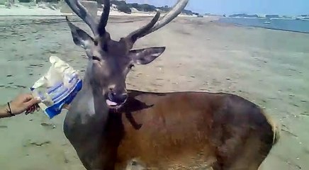 El Ciervo de Doñana