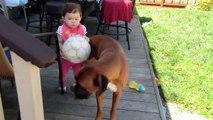 Perro Protege Bebe De Una Caida! ★ Perro Divertido - Perro Chistoso - Risa - Gracioso - Tierno