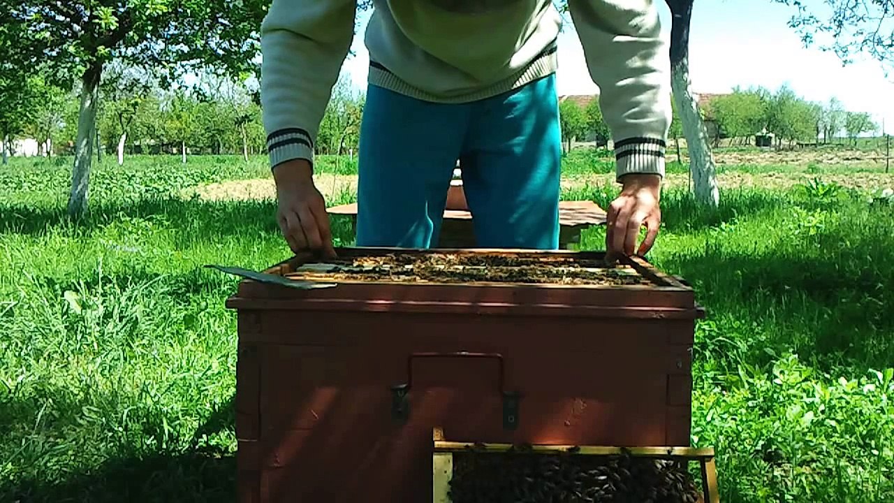 Albinele unui incepator :)