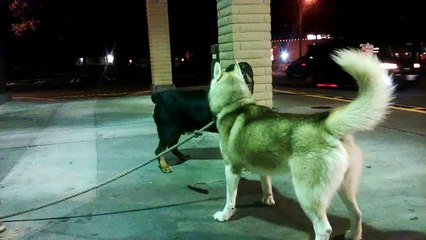 Siberian Husky VS German Rottweiler Dominate Meeting