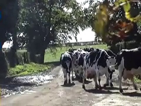 Cows come home for milking at 3pm