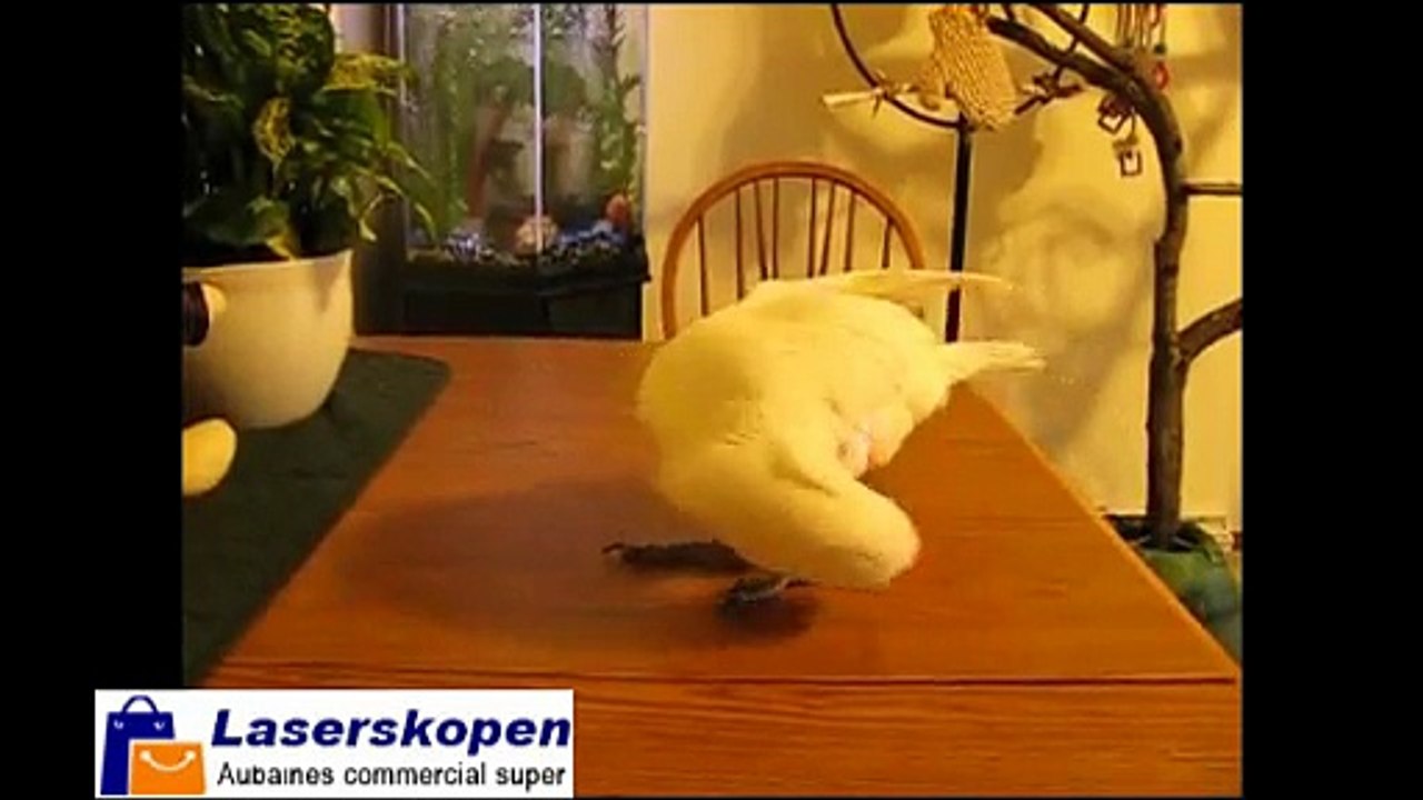 Grappig huisdier rode laser pointer