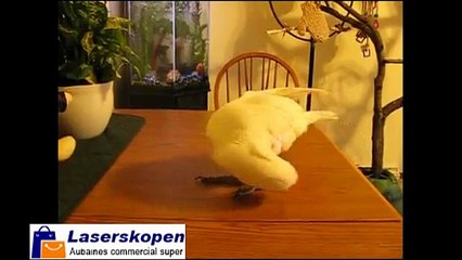 Grappig huisdier rode laser pointer