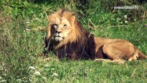 Auge in Auge mit den Löwen im Wuppertaler Zoo