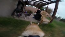 GoPro Fetch Dog Harness Siberian Husky Running