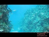 Scuba Diving in Shark Infested Waters, Bahamas