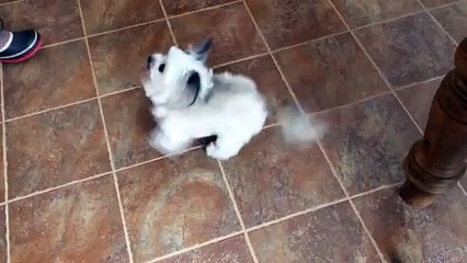 Canine Star Norbert Helps to Sweep the Floor - Video Dailymotion - Video Dailymotion