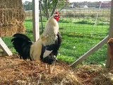 Backyard Chickens, Ducks and Geese - A Beautiful Fall Morning In Ohio