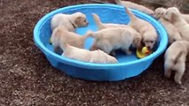 D'adorables chiots s'éclatent dans une piscine !