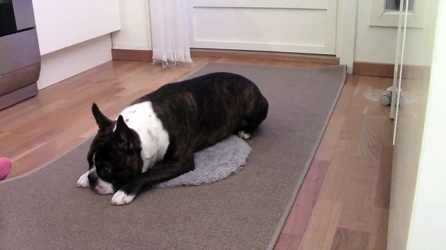 Therapy dog and READ dog target training with a Boston Terrier