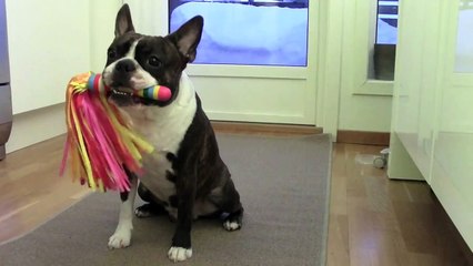 Fun Boston Terrier freestyle dog trick training