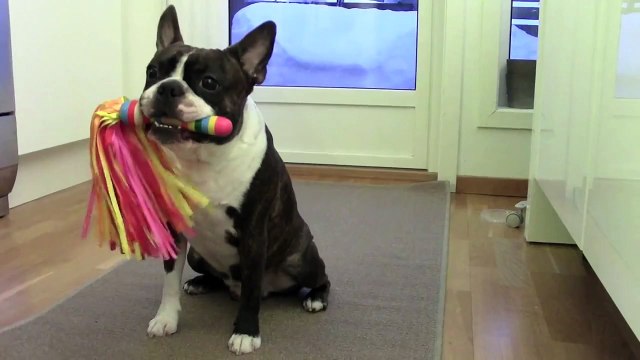 Fun Boston Terrier freestyle dog trick training