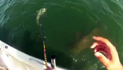 Orfoz Köpek Balığını Yerse