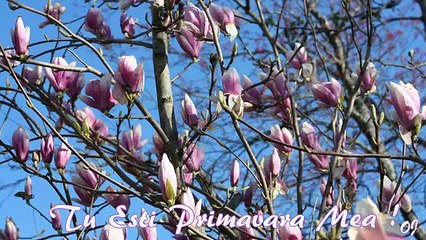 You Are My Spring -  Tu Esti Primavara Mea - ( Song Aurelian Andreescu )