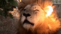 Powerful, Amazing, Close Up Lion Roar in HD!