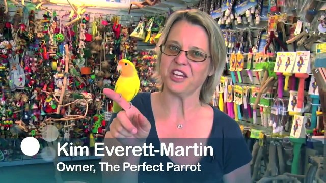 Exotic Birds: Love Birds