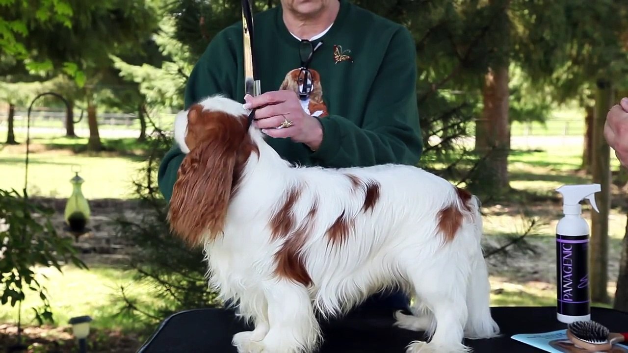Cavalier King Charles Spaniel Coat Care
