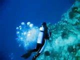 Endangered Hawaiian monk seal encounter underwater
