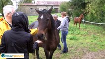 Le Refuge des Pivoines - Sauver les chevaux de la boucherie - VoltaireOnline.eu