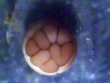 Embryogénèse de Cynops orientalis