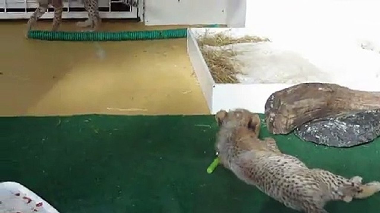 Zoo lapalmyre