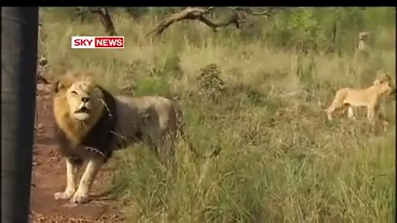 Man Playing with Lions