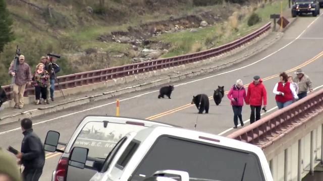 Black bear mom chases Yellowstone tourists who get to close too her babies
