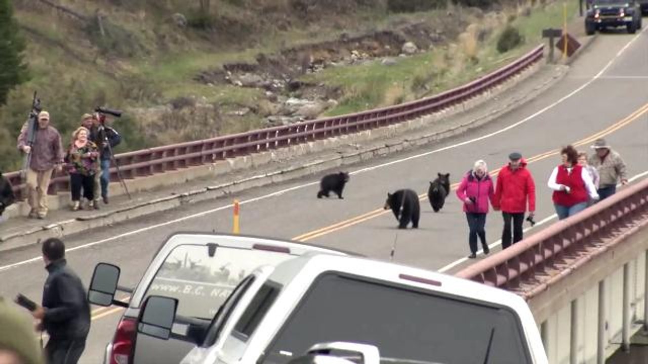 Black bear mom chases Yellowstone tourists who get to close too her babies