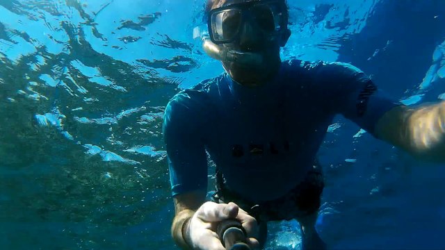White tip reef shark in Great barrier reef