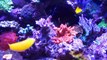 Saltwater fish tank reef aquarium MyReefLiving ( Ben 200 Gallon Super Efficient SPS Dominated )