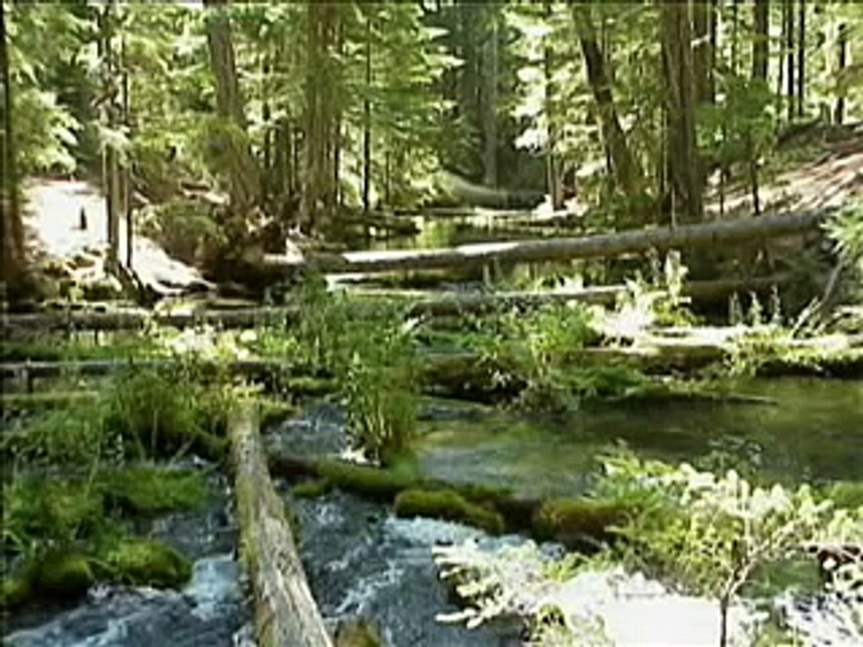 Grade 3, Theme 4, Animal Habitats.wmv