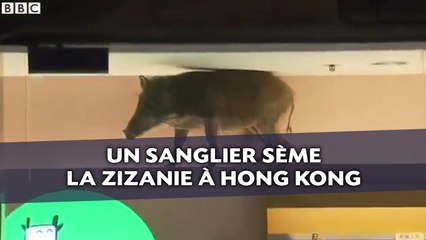 Un sanglier sème la zizanie à Hong Kong